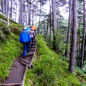 The route forest path